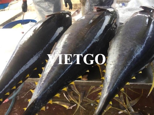 Cần gấp nhà cung cấp cho đơn hàng xuất khẩu cá ngừ sang thị trường Tây Ban Nha