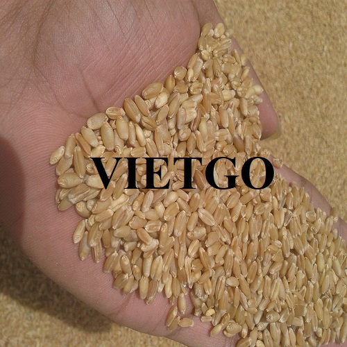 The deal to cooperate with an enterprise in Egypt for import orders of wheat