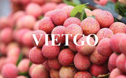 The commercial affair to export lychees to the Dutch market
