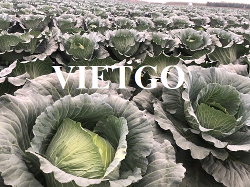 Opportunity to cooperate with the customer from Malaysia for cabbage import orders