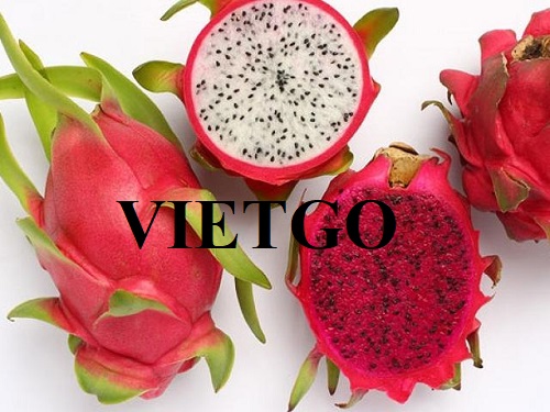A Vietnamese partner needs to find suppliers for the export order of dragon fruit to the Japanese market