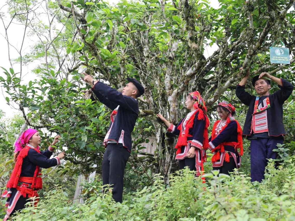 CODY TEA – NHÀ SẢN XUẤT & XUẤT KHẨU TRÀ VIỆT, MỞ RỘNG HỢP TÁC OEM/ODM TOÀN CẦU