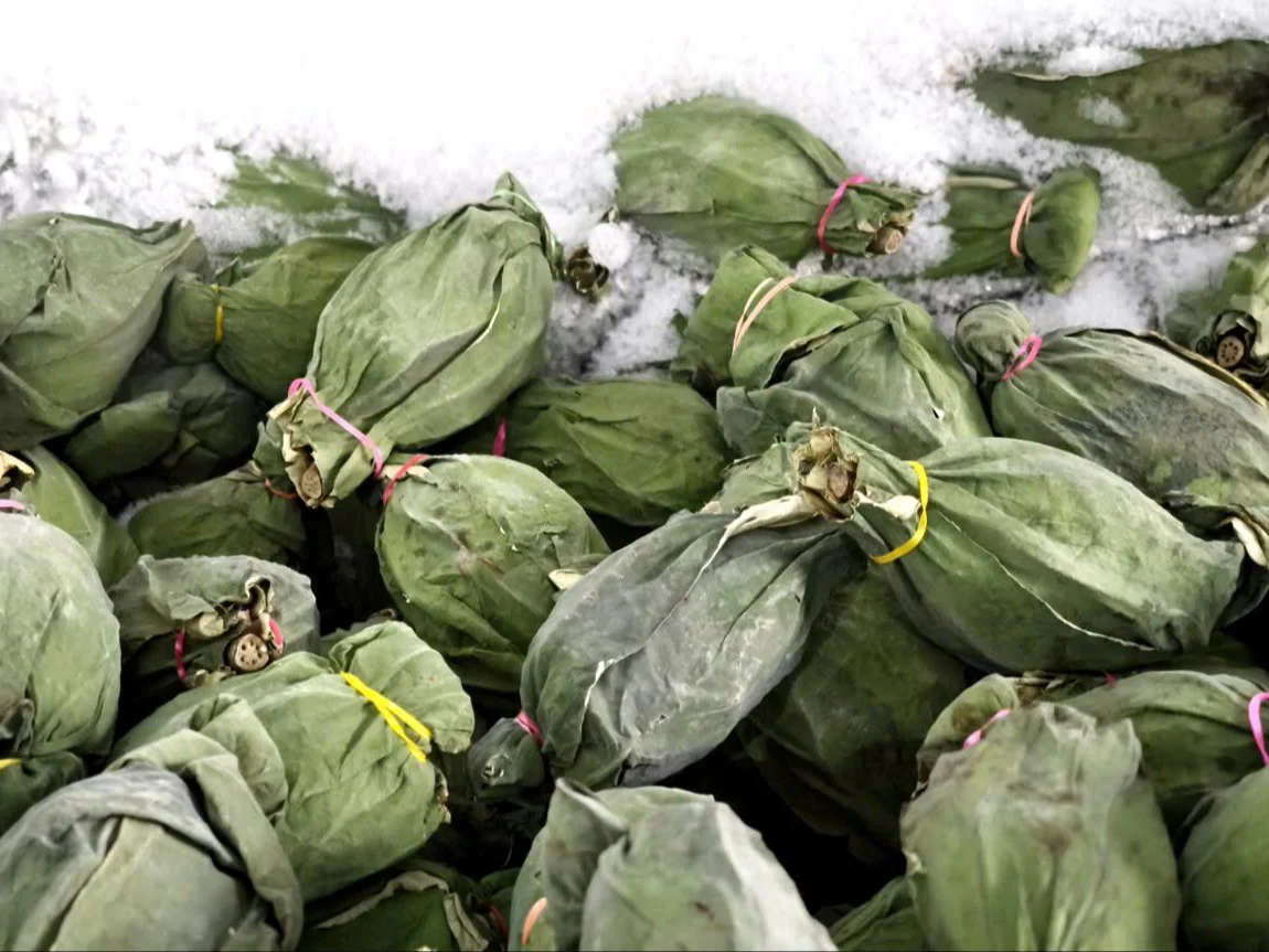 CÔNG NGHỆ Ủ LẠNH -18°C: CODY TEA “KHÓA” TRỌN HƯƠNG SEN TRONG TỪNG CÁNH TRÀ