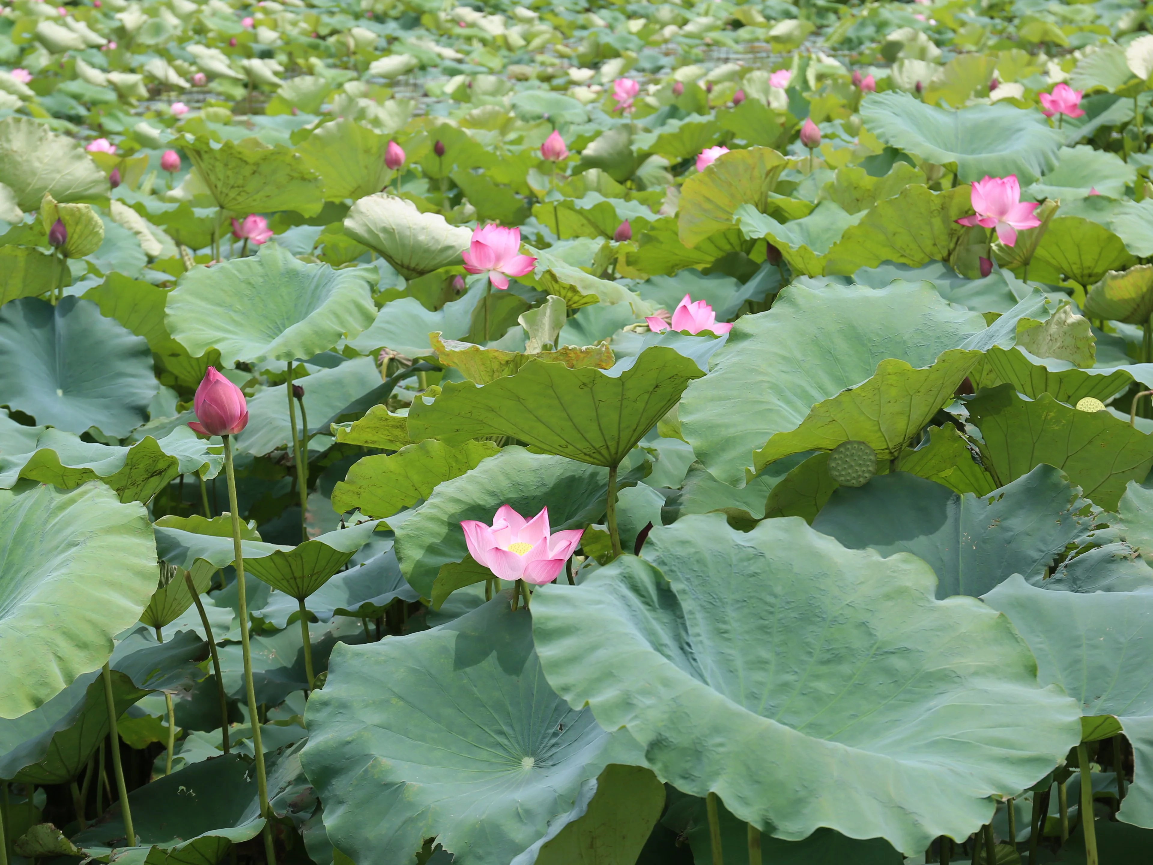 Gia công trà xuất khẩu OEM – Giải pháp xây dựng thương hiệu trà nhanh chóng