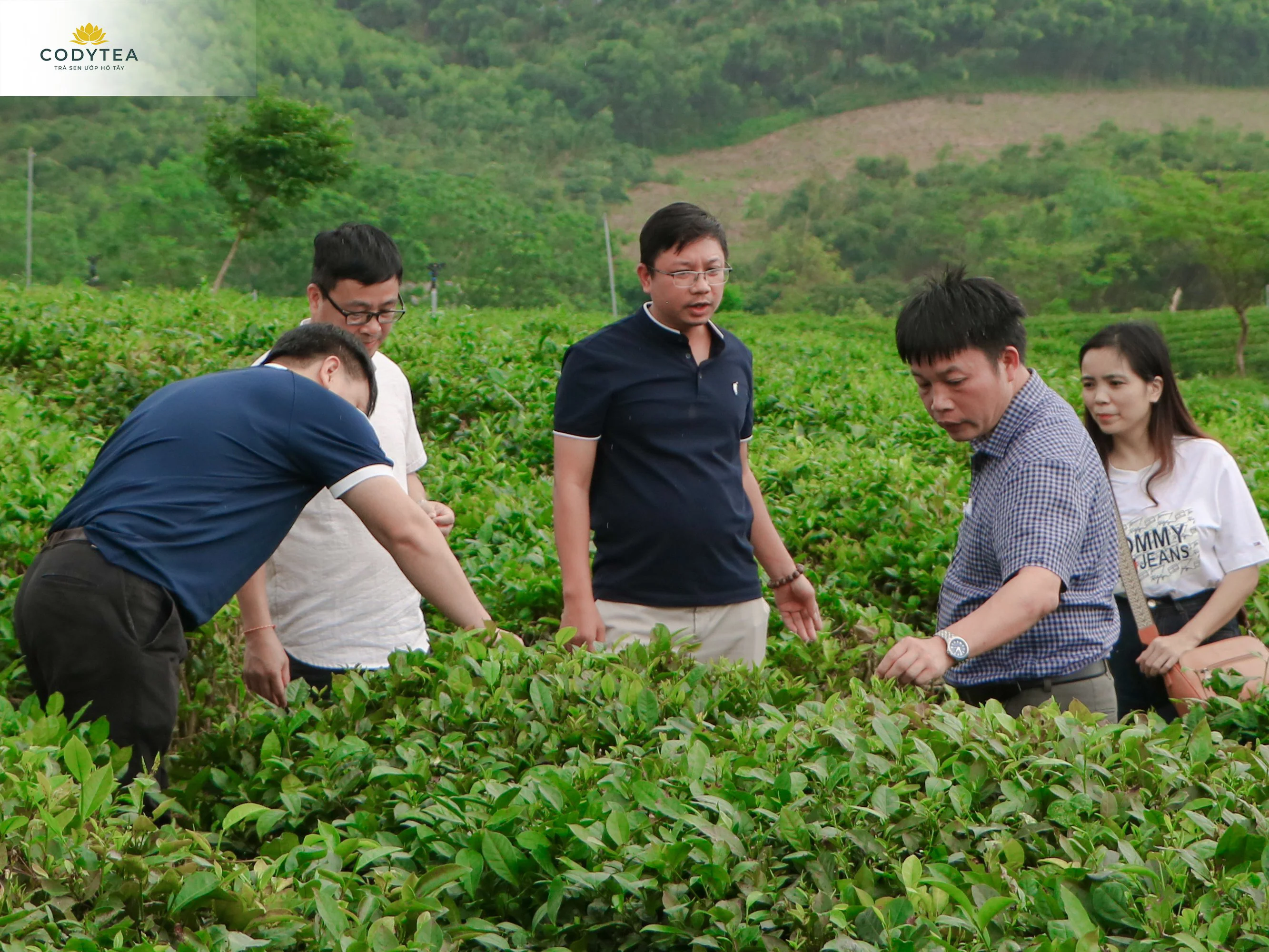 Khảo sát vùng trồng chè Tuyên Quang – Cody Tea tìm kiếm nguồn nguyên liệu trà chất lượng cao