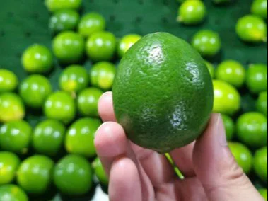 Long An Seedless Limes: The Optimal Choice for Importers Seeking Premium Quality