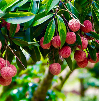 Thanh Ha Lychee: Elegant Sweetness, The Essence of Alluvial Heritage