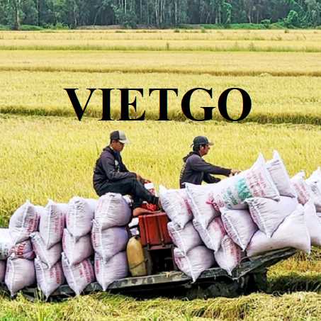 Tích cực tìm thị trường mới cho gạo xuất khẩu