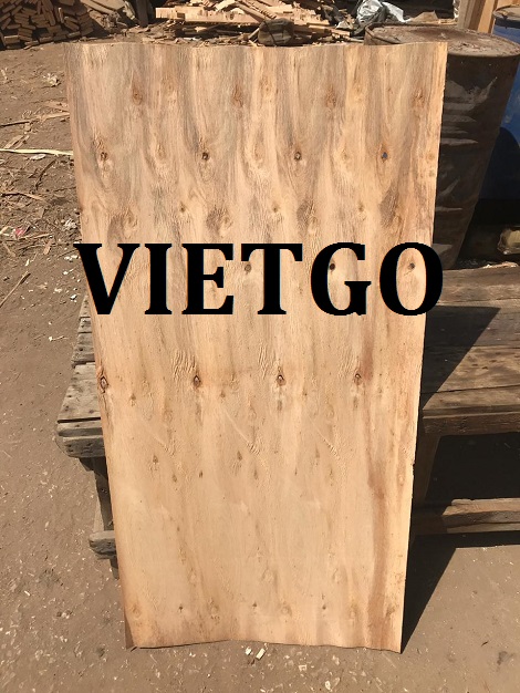 Ván bóc gỗ keo hoặc bạch đàn Vietgo
