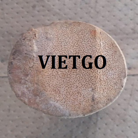 Gay-tre-VIETGO020419