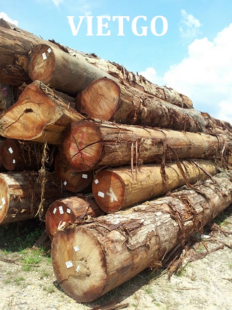 gỗ dầu tròn xuất khẩu