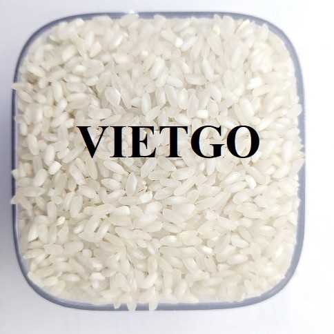 (Gấp) Cơ hội hợp tác xuất khẩu gạo đến thị trường Ai Cập
