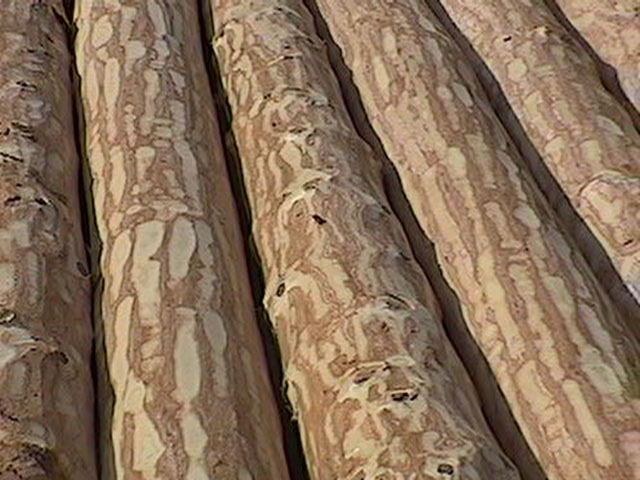 Xuất  gỗ thông tròn sang Trung Quốc