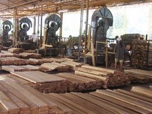 Công ty ở Việt Nam cần mua gỗ bạch đàn