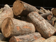 Công ty ở Sri Lanka cần mua gỗ cao su