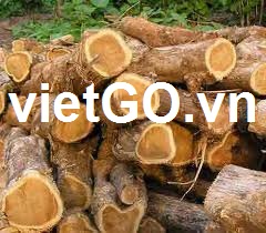 Cơ hội xuất khẩu gỗ Teak Tròn sang Ấn Độ 