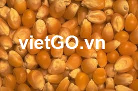 Nhà nhập khẩu Mỹ cần mua ngô vàng