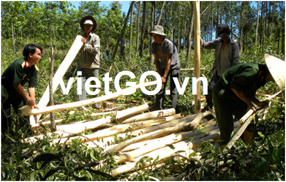 Cơ hội xuất khẩu gỗ keo tròn sang Ấn Độ