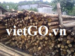 Nhà nhập khẩu Campuchia cần mua gỗ bạch đàn