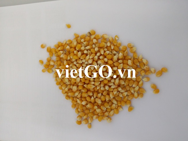 Nhà nhập khẩu Singapore cần mua ngô vàng khô
