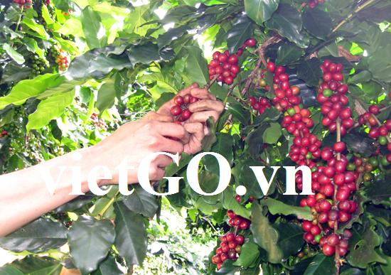 Nhà nhập khẩu Hong Kong cần mua hạt cà phê