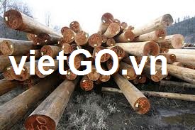 Nhà nhập khẩu Ấn Độ cần mua gỗ keo tròn và gỗ keo xẻ