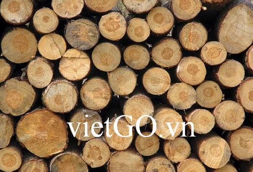 Nhà nhập khẩu Hàn Quốc cần mua gỗ keo tròn 
