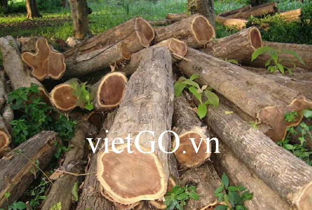Nhà nhập khẩu Ấn Độ cần mua gỗ teak tròn