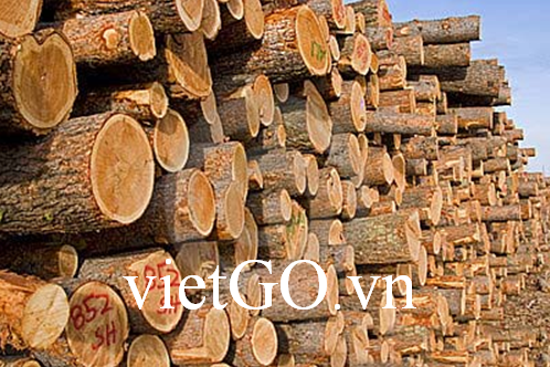 Nhà nhập khẩu Oman cần mua gỗ thông tròn