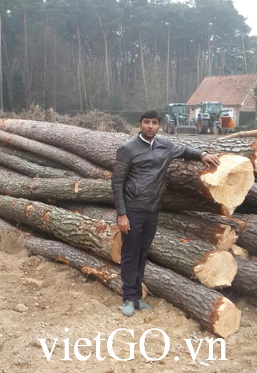 Cơ hội xuất khẩu gỗ thông xẻ sang Ấn Độ