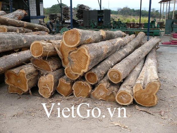 Nhà nhập khẩu Uganda cần mua gỗ teak tròn