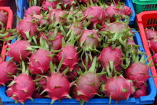Đơn hàng xuất khẩu thanh long đến Ấn Độ