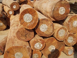 Công ty ở Anh cần nhập khẩu gỗ dán