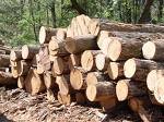 Công ty ở Sri Lanka cần nhập khẩu gỗ xây dựng