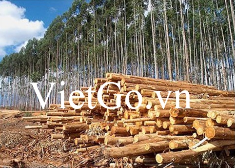 Cơ hội xuất khẩu gỗ bạch đàn tròn sang Trung Quốc