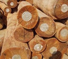 Công ty Hoa kỳ cần nhập khẩu gỗ