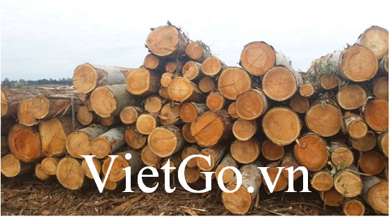 Công ty thương mại Ấn Độ cần nhập khẩu gỗ bạch đàn tròn