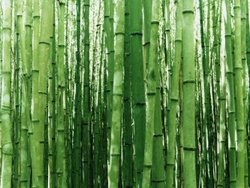 Đơn hàng xuất khẩu gậy tre sang Nam Phi