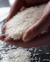 Đơn hàng xuất khẩu gạo sang thị trường Ai Cập