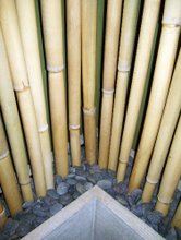 Công ty ở Ý cần mua gậy tre