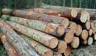 Cơ hội xuất khẩu gỗ thông sang Ấn Độ