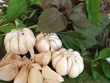 Cơ hội xuất khẩu tỏi sang Benin