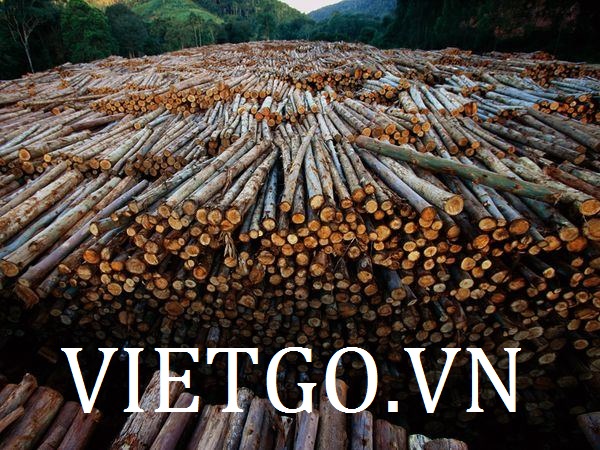 Cơ hội xuất khẩu 30.000 tấn gỗ bạch đàn tròn sang Ấn Độ và Trung Quốc