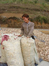 Cơ hội xuất khẩu sắn lát sang Colombia.