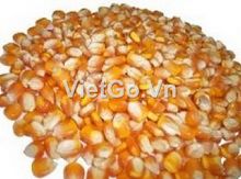 Công ty ở bangladesh cần mua ngô vàng.