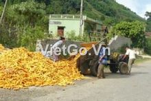 Công ty ở Tây Ban Nha cần mua ngô vàng.