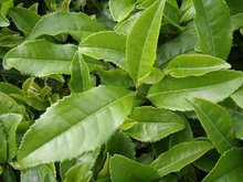 Công ty ở Ả Rập cần mua  chè