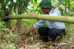Công ty ở Trung Quốc cần mua gậy tre