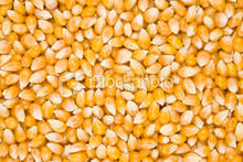 Xuất khẩu ngô vàng sang Tây Ban Nha