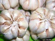 Cơ hộ xuất  khẩu tỏi sang Algiers